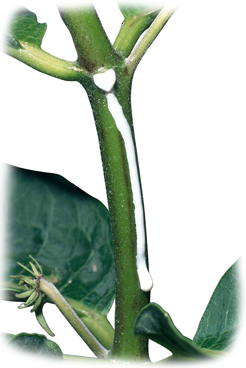 Plant_Sap_Testing_Seite