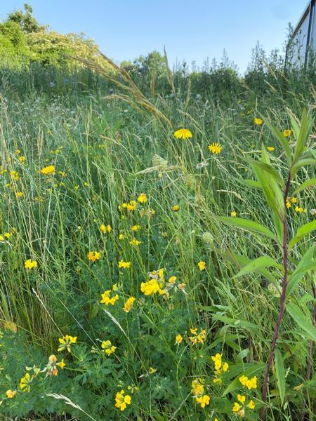 Bienenwiese bei Heyl Neomeris