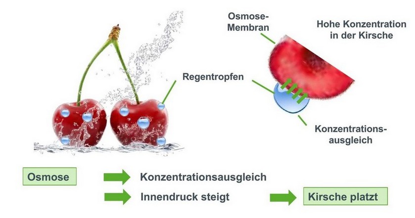 Konzentrationsausgleich bei der Osmose